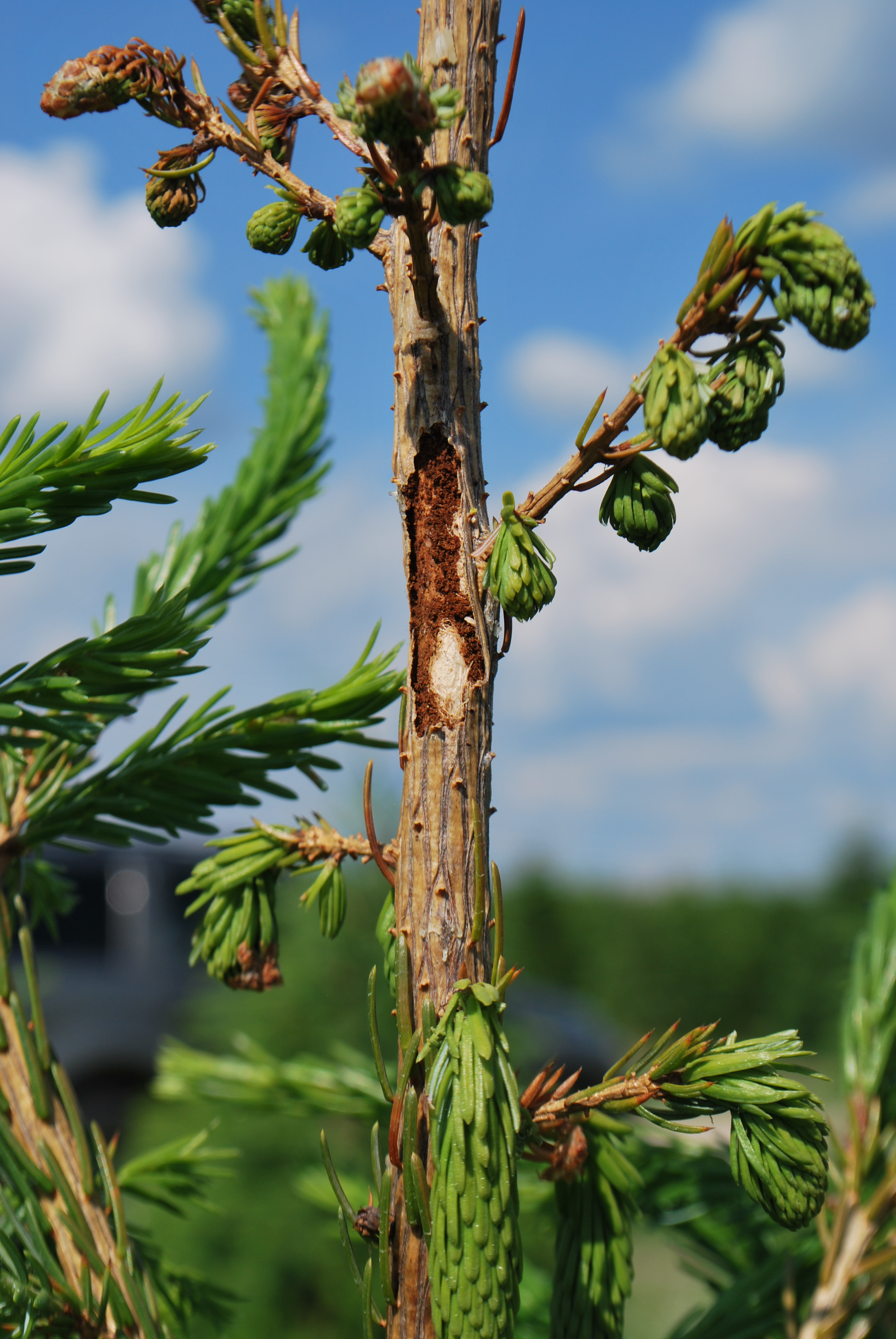 white pine weevil